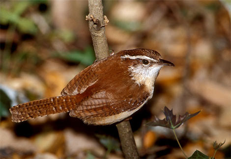 Carolina Wren